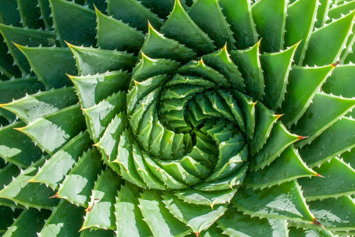 Aloe polyphylla ve tvaru spirály se také nazývá spirálovitá aloe. Zdroj fotografií: Getty Images